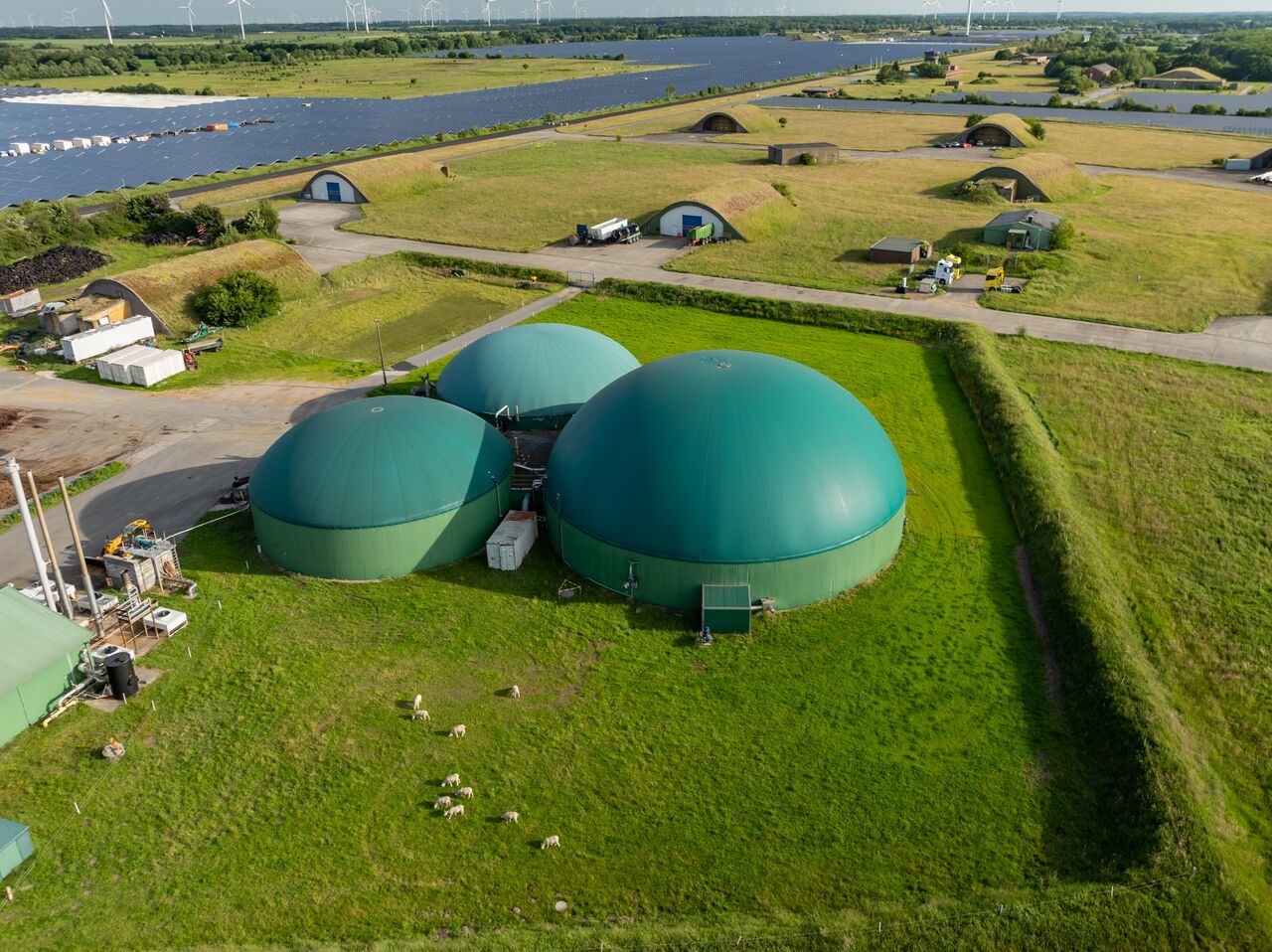 Green biogas digester domes surrounded by grass and grazing sheep.